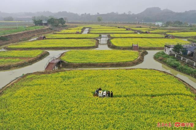 18座小桥连接50亩油菜花田！南宁市三江口现代田园生活美如诗