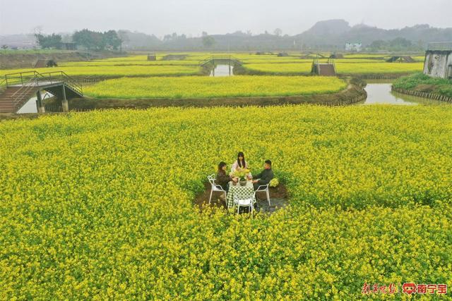 18座小桥连接50亩油菜花田！南宁市三江口现代田园生活美如诗