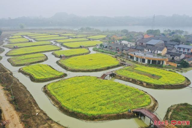 18座小桥连接50亩油菜花田！南宁市三江口现代田园生活美如诗