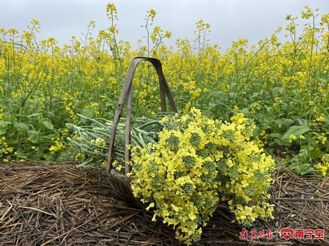 18座小桥连接50亩油菜花田！南宁市三江口现代田园生活美如诗