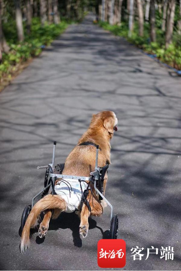 跨越1600公里！长沙妹子带瘫痪狗狗到三亚“圆梦”