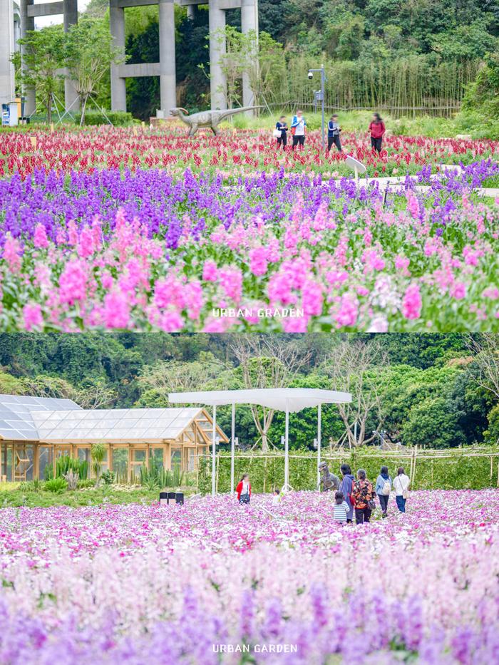 深圳多家公园上新！走，踏青赏花去→