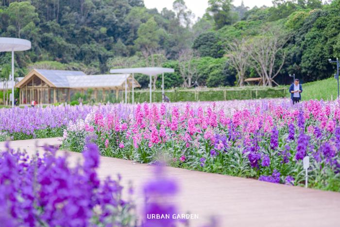 深圳多家公园上新！走，踏青赏花去→