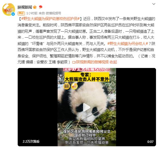 野生大熊猫为保护幼崽咬伤巡护员，专家：熊猫攻击人并不意外
