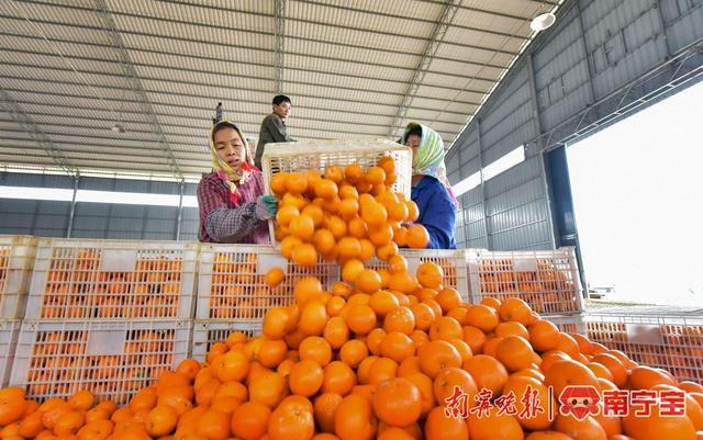 好评满满！南宁市江南区这个沃柑生产基地有了自主品牌