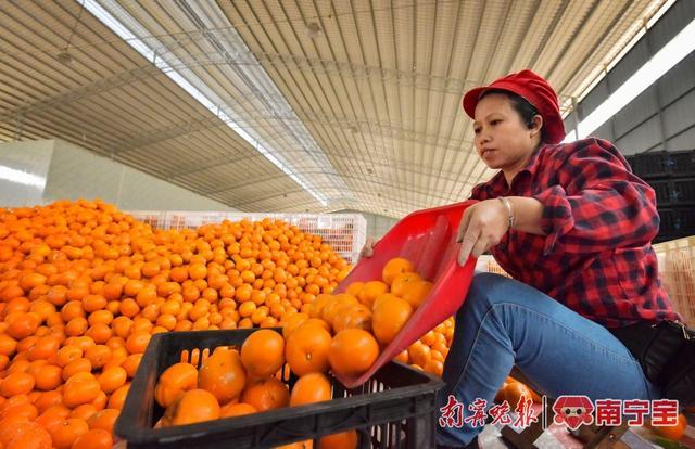 好评满满！南宁市江南区这个沃柑生产基地有了自主品牌