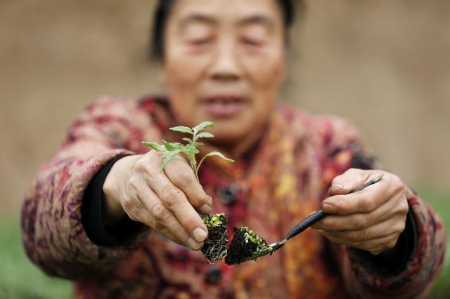 图话丨临汾：发展蔬菜产业，促进农民增收
