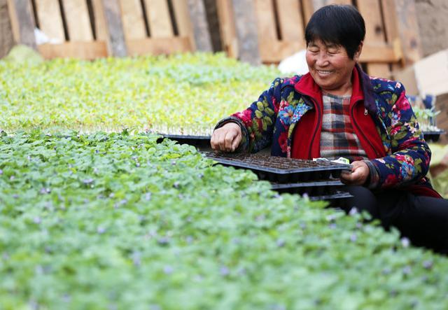 图话丨临汾：发展蔬菜产业，促进农民增收
