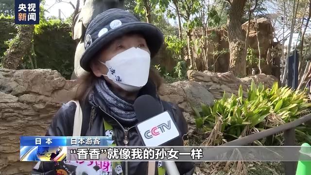 大熊猫“香香”最后一天在日本见游客,民众依依惜别送祝福