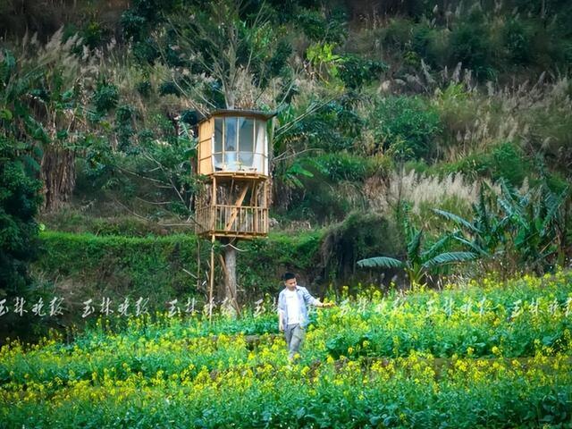 火出圈！广西玉林一小伙在树上建木屋，还要……