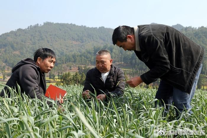 师宗县：无人机飞防助力粮食安全生产