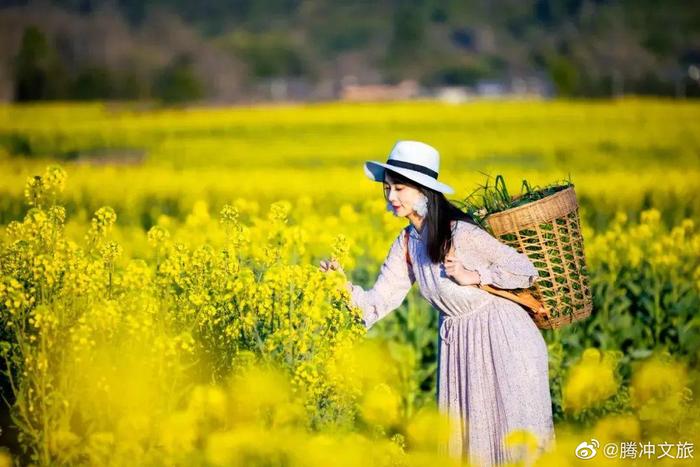 界头油菜花海“腾冲面积最大的油菜花观赏地”