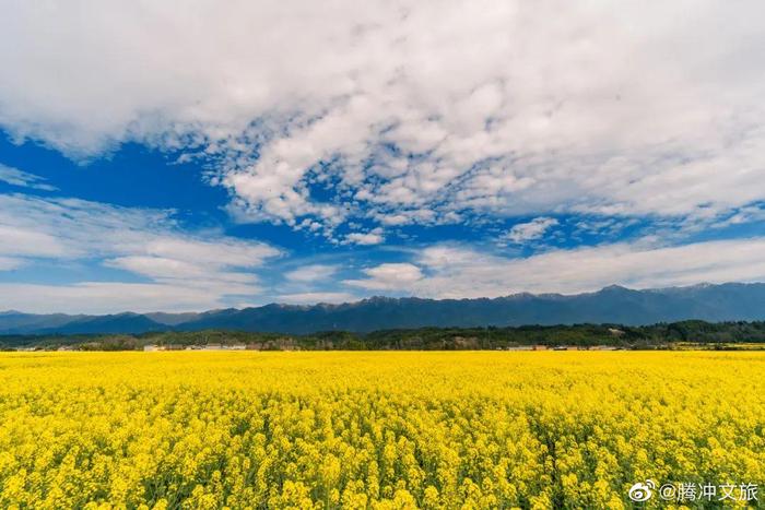 界头油菜花海“腾冲面积最大的油菜花观赏地”