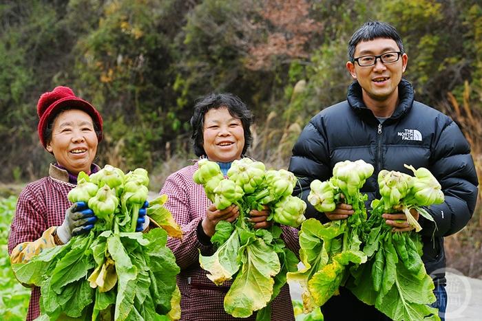 酉阳榨菜丰收 助力村民增收