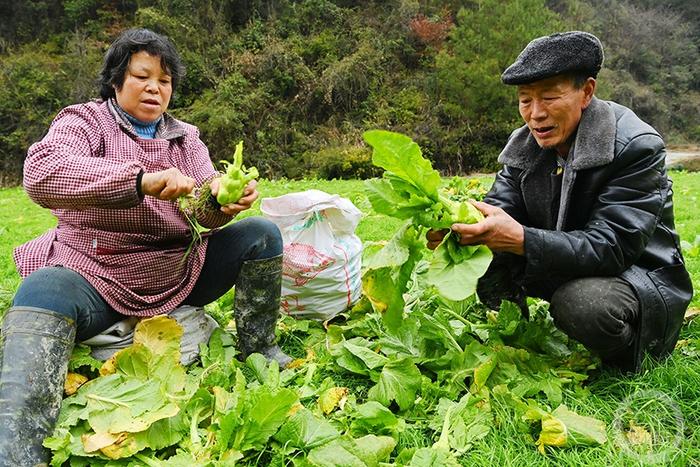 酉阳榨菜丰收 助力村民增收