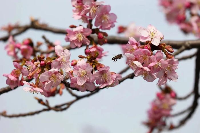 【探索】顾村公园的樱花什么时候开？最新的花期预报来了→