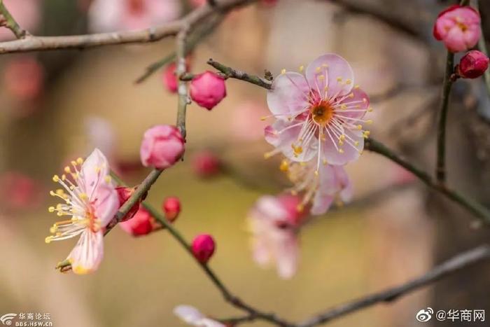 气温“狂飙”！陕西入春倒计时，这份西安赏花地图请收好→