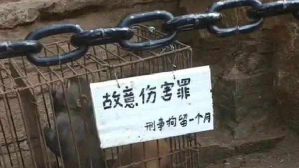 猴子犯“过失伤人罪，刑事拘留十天”！知名景区回应…