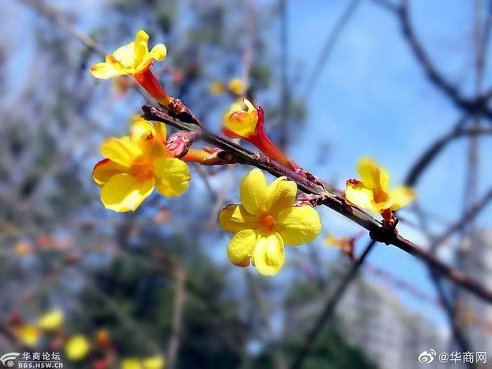 气温“狂飙”！陕西入春倒计时，这份西安赏花地图请收好→