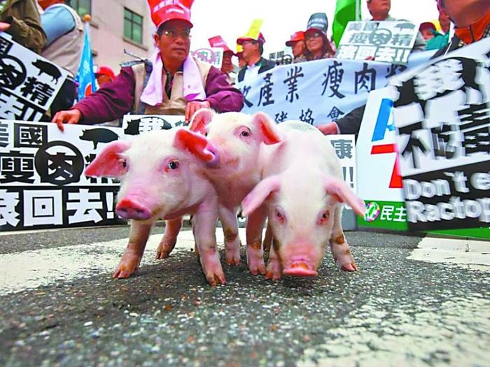 美国的对台政策从不考虑台湾人民的福祉。图为2020年11月,岛内民众抗议美国逼台当局进口含瘦肉精的“莱猪”。
