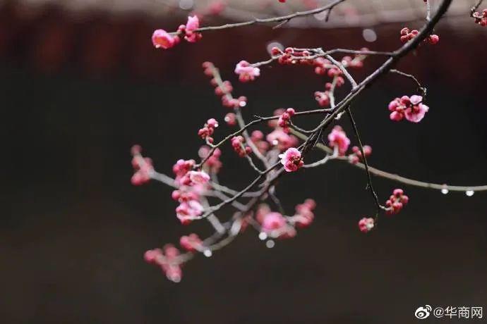 气温“狂飙”！陕西入春倒计时，这份西安赏花地图请收好→