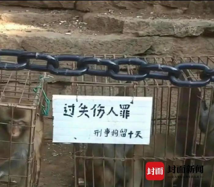 猴子犯“过失伤人罪，刑事拘留十天”！知名景区回应…