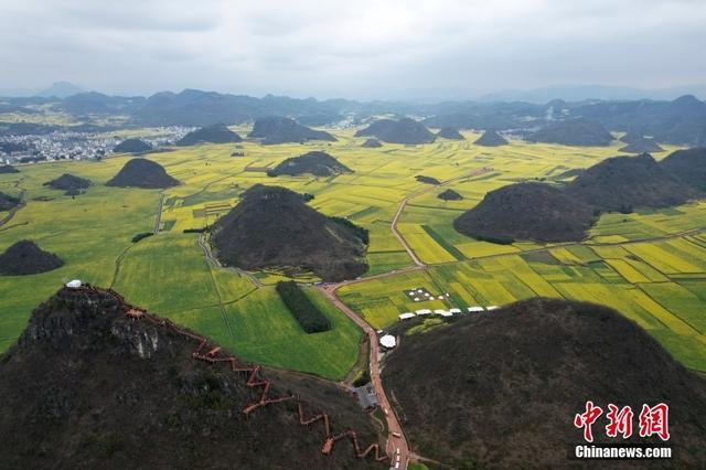 云南罗平百万亩油菜花盛放 群峰下花田蔚为壮观