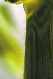 植物工厂快速育出优种“尖子生”