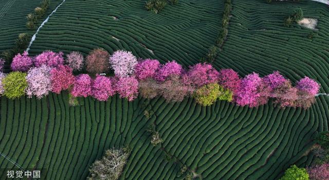 福建漳平：永福樱花迎来最佳观赏期 粉嫩渐变犹如串珠链洒落满园