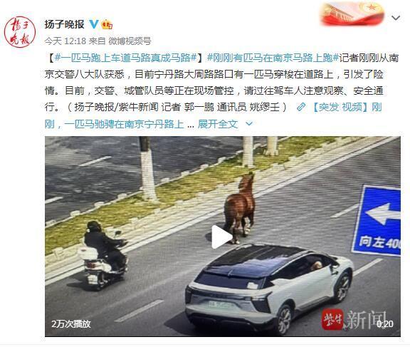 真“马路”！一匹马驰骋在南京宁丹路上