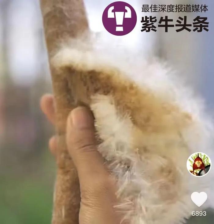 【紫牛头条】26岁女孩寻百草讲故事，网友看了她的科普视频：我想妈妈了