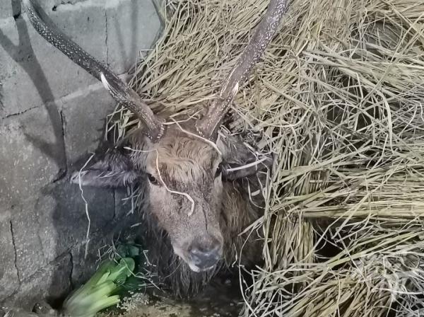 雄鹿遭两猎犬围攻撕咬被众村民救下，动保志愿者：狗主人疑为偷猎者