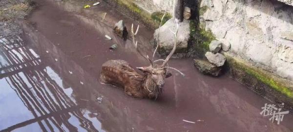 雄鹿遭两猎犬围攻撕咬被众村民救下，动保志愿者：狗主人疑为偷猎者