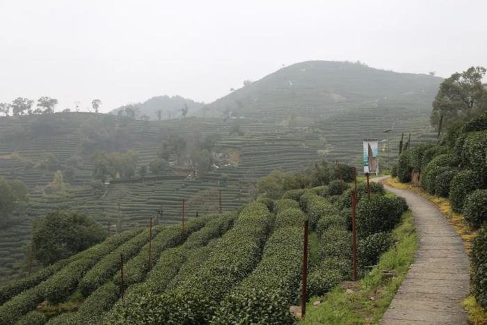 都说“明前茶，贵如金”，这江南早春最嫩的一口西湖龙井 一定要尝尝！