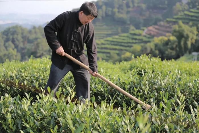 都说“明前茶，贵如金”，这江南早春最嫩的一口西湖龙井 一定要尝尝！