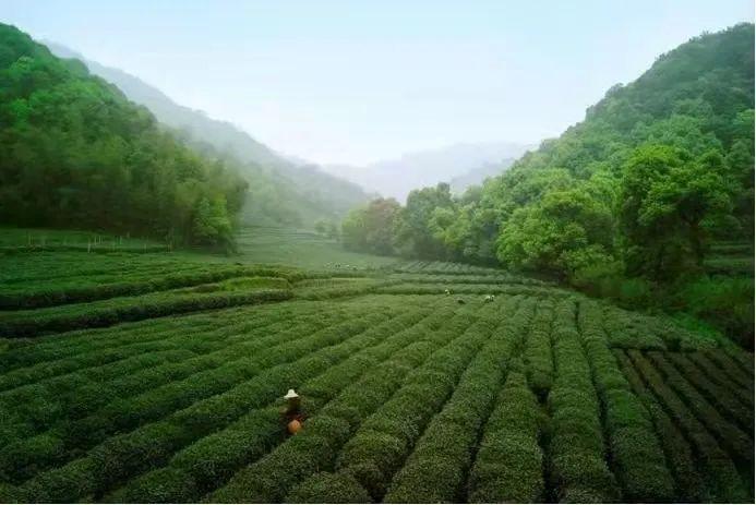 都说“明前茶，贵如金”，这江南早春最嫩的一口西湖龙井 一定要尝尝！