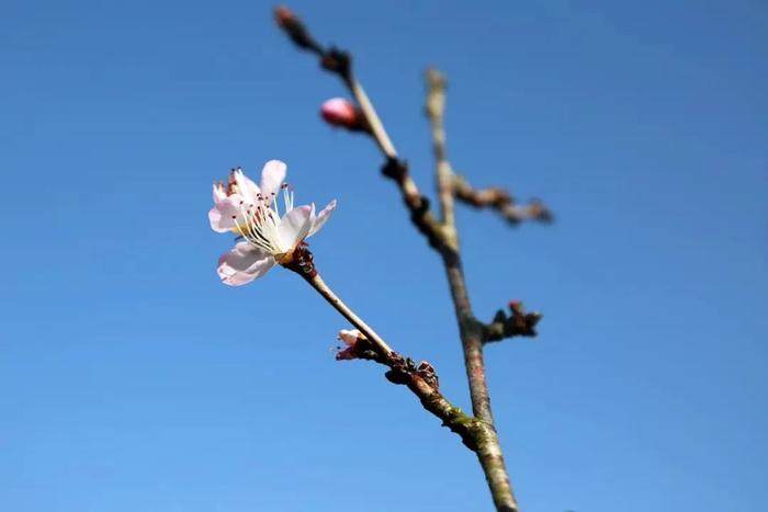 今日惊蛰，赏花吃梨万物复苏，来看看哪些动植物被这雷声惊醒了呢→