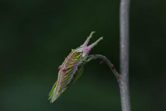 有声海报·惊蛰节气｜刀鱼馄饨、酱爆螺蛳，遇上对的美食！春雷惊百虫，哪些虫子会先醒来？鸟儿是在唱歌还是在叫唤？