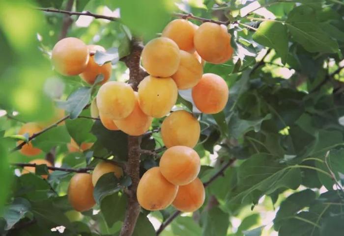 像蜜一样甜，怎么会有这么好吃的杏干啊！｜种草机