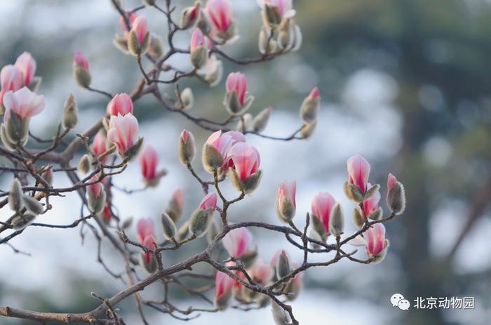 节气 · 惊蛰｜一雷惊春始 梦醒花开