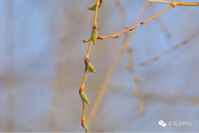 节气 · 惊蛰｜一雷惊春始 梦醒花开