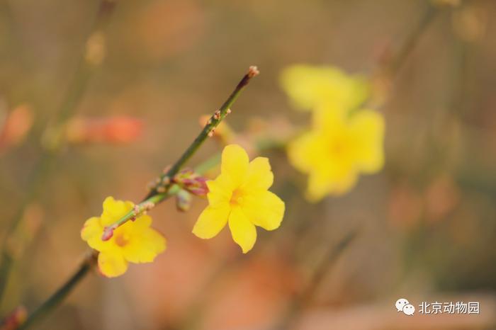 节气 · 惊蛰｜一雷惊春始 梦醒花开