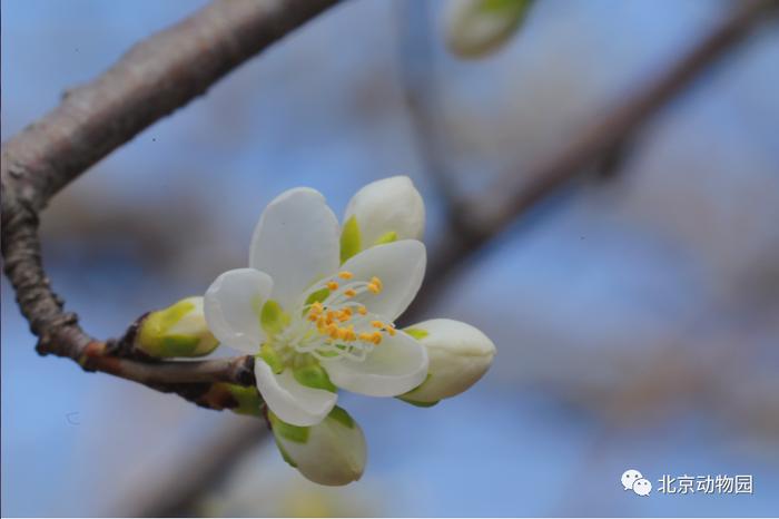 节气 · 惊蛰｜一雷惊春始 梦醒花开