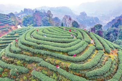 雅安市名山区：茶文化名城蓄势正发 奋力推动经济社会高质量发展