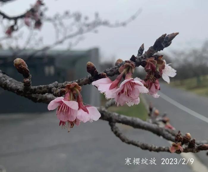 上海樱花节即将启幕，怎么坐车？哪里停车？这份出行、赏樱攻略拿走不谢→