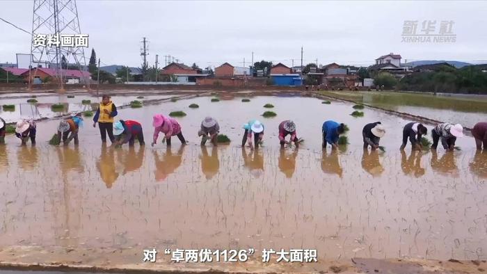 新华全媒+丨超级杂交稻蒙自基地育秧忙