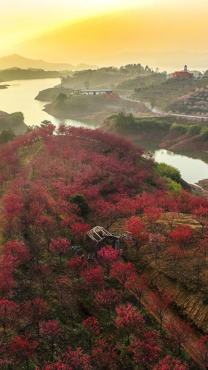 春天的味道｜打卡国内五大赏樱地，领取绝美樱花壁纸