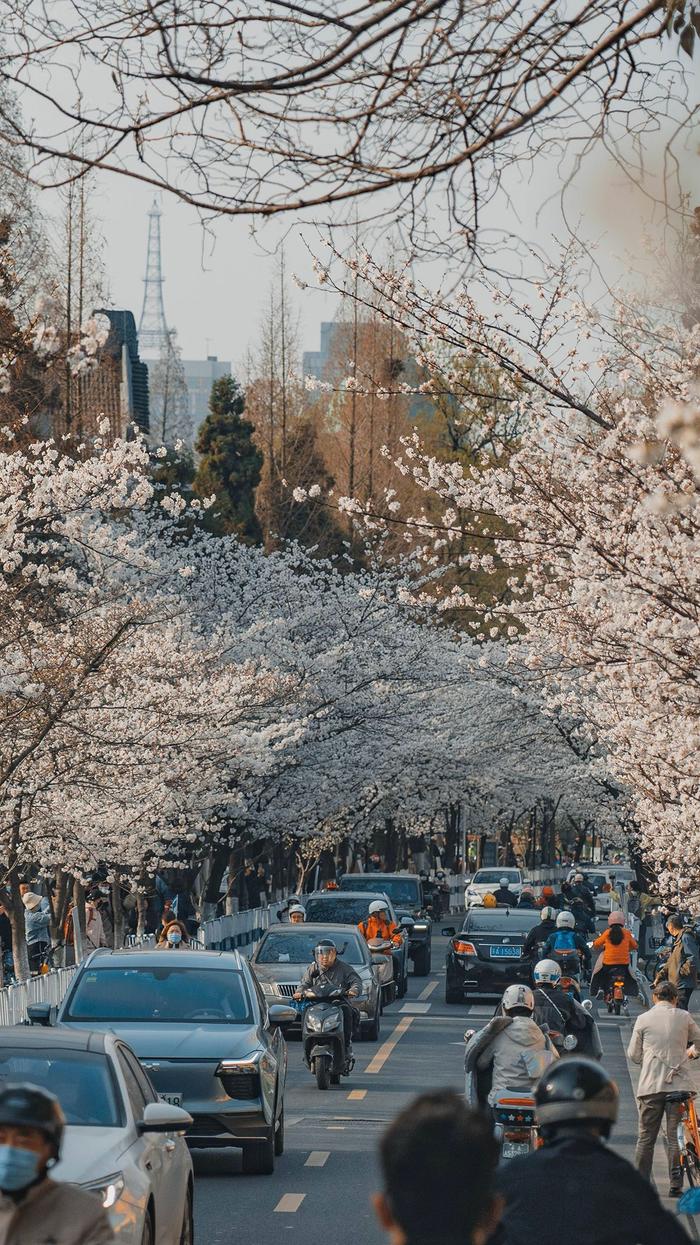 春天的味道｜打卡国内五大赏樱地，领取绝美樱花壁纸