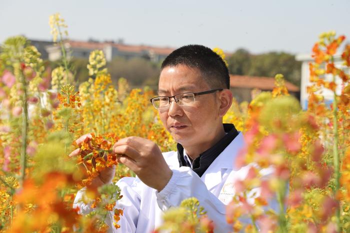 江西农业大学培育出63种颜色油菜花