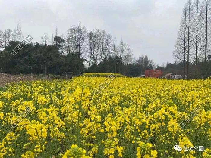 带大客厅的新中式二层雅宅，多朝南卧室+豪华套房居住舒适度更佳